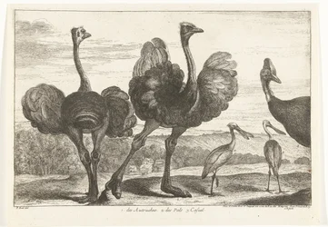 ダチョウ、ヒクイドリ、ヘラサギ 1. オートゥルーチ族。 2.デパル。 c. カジュアル ベルサイユ動物園の鳥 (シリーズ名)