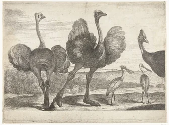 ダチョウ、ヒクイドリ、ヘラサギ ベルサイユ動物園の鳥 (シリーズ名)