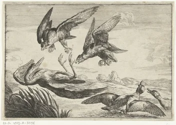 2羽のハヤブサがサギを攻撃 Diversi uccelli (シリーズタイトル)