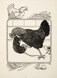 動物の百話、パブからの雌鳥の英雄。 1924