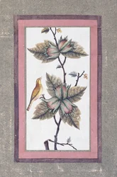 鳥と花の研究、1780年頃