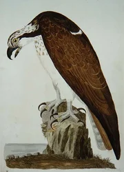 ピーター・メイゼル（fl.1761-97）による「英国動物学第二部：鳥類」のプレート、1766年（エングレーヴィング）。