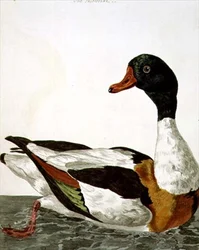 ピーター・メイゼル（fl.1761-97）による「英国動物学第二部：鳥類」より1766年（エングレーヴィング）。