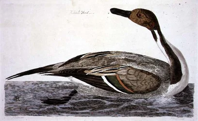 ピーター・マゼール（fl.1761-97）1766年版「英国動物学第二部：鳥類」よりオナガガモのプレート（彫刻