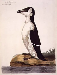オオハシウミガラス（Alca torda）またはクロハシウミガラス、『The British Zoology, Class II: Birds』の図版、ピーター・メイゼル（fl.1761-97）による版画、1766