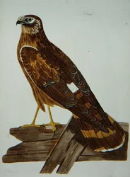 ピーター・メイゼル（fl.1761-97）による「英国動物学第二部：鳥類」のプレートに掲載されているリングテール、ヘンハリアー（Circus cyaneus）の雌 1766年（エングレーヴィング