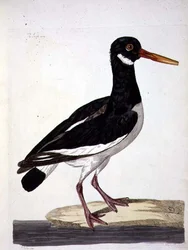 Peter Mazell（fl.1761-97）が彫った「The British Zoology, Class II: Birds」のシーパイまたはミヤコドリ（Haematopus ostralegus）のプレート 1766（エングレーヴィング）