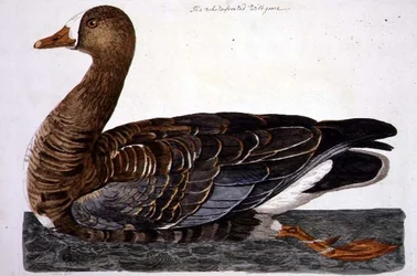 Peter Mazell（fl.1761-97）による「The British Zoology, Class II: Birds」に掲載されている白いガチョウ（Anser albifrons）のプレート 1766年（エングレーヴィング