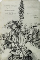 Acanthus Spinosus、プレゼンテーション ドローイング