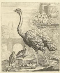 古代遺跡のある庭園のダチョウと七面鳥 別の鳥（シリーズタイトル）