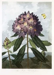 ロバート・ソーントンの「The Temple of Flora」に掲載されているポンティック・シャクナゲをコールドウェルが彫刻したもの。1802年カラーリトグラフ