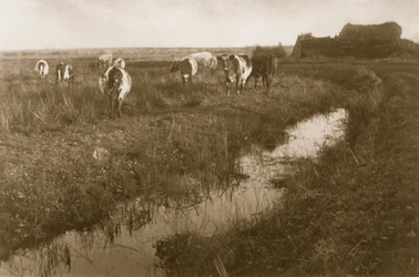 沼地の牛、1886年頃