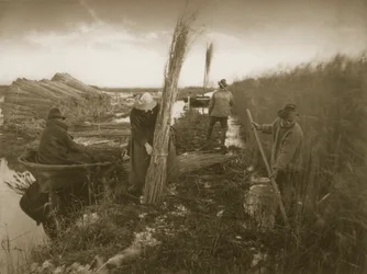 リードハーベスト、ノーフォークブロードでの生活と風景、1886年頃