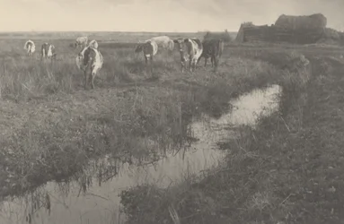 沼地の牛