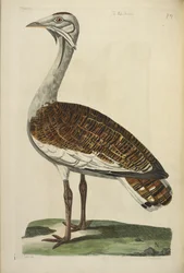 オスのノガン、トーマス・ペナント作「The British Zoology」の挿絵