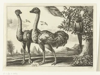 2 つのダチョウ Diversarum avium 種 (シリーズ タイトル) 別の鳥（シリーズタイトル）