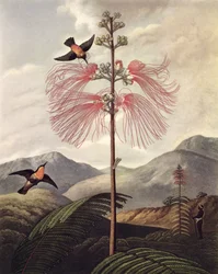 トーマス・メドランド（c.1765 - 1833）作、c.1799-1807（アクアチント＆スティップル）、「大輪の花を咲かせる敏感な植物
