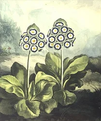 サクラソウ。サザランドが刻印したPrimula auricula（Robert Thorntonの "Temple of Flora "1807より