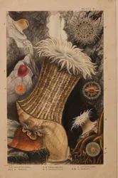 プレートII、「Actinologia Britannica：英国のイソギンチャクとサンゴの歴史」の研究、c.1858-60（グラファイト、紙と紙とガッシュ）
