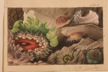 プレートIV、「Actinologia Britannica：英国のイソギンチャクとサンゴの歴史」の研究、c.1858-60（グラファイト、紙と紙とガッシュ）