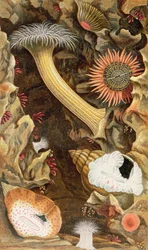 ヘビの閉じ込められたイソギンチャク、 &39;Actinologia Britannica：イギリス海イソギンチャクとサンゴの歴史&39;、1860（クロモリト）からのプレートIII