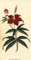 Turkcap、Malvaviscus arboreus.、1800年（彫刻）