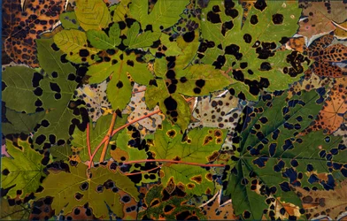 Acer pseudoplatanus：黒い菌Rhytisma acerinum、1907-09（グラビア）に襲われたシカモア