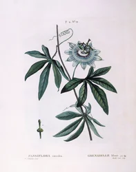 ブルーパッションフラワー（Passiflora caerulea）、Henry Louis Duhamel du Monceau、Pierre Joseph Redoutéによる植物画プレート
