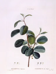 バックソーン（Rhamnus alpinus）、Henry Louis Duhamel du Monceau、Pierre Joseph Redoutéによる植物画プレート
