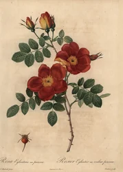 銅のバラ、Rosa eglanteria