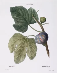 イチジク（Ficus）、Henry Louis Duhamel du Monceau、Pierre Joseph Redoutéによるボタニカルプレート