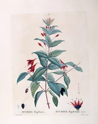 フクシア（Fuchsia magellanica）、Henry Louis Duhamel du Monceau、Pierre Joseph Redoutéによるボタニカルプレート