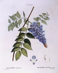 Glycine（Glycine frutescens）、Henry Louis Duhamel du Monceau、Pierre Joseph Redoutéによる植物画プレート