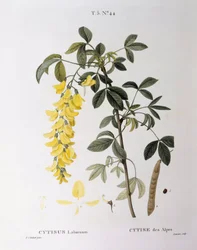 黄金の鎖（Cytisus laburnum）、Henry Louis Duhamel du Monceau、Pierre Joseph Redoutéによる植物画プレート