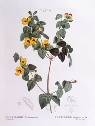 ハンサムフラットピー（Platylobium formosum）、Henry Louis Duhamel du Monceau、Pierre Joseph Redoutéによるボタニカルプレート