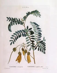 コウガイ（Sophora tetraptera or Edwardsia grandiflora）、Henry Louis Duhamel du Monceau、Pierre Joseph Redoutéによる植物画プレート