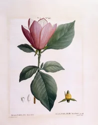 マグノリア（木蓮の変色）、Henry Louis Duhamel du Monceau、Pierre Joseph Redouté作のボタニカルプレート
