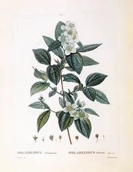 モックオレンジ（Philadelphus coronarius）、Henry Louis Duhamel du Monceau、Pierre Joseph Redoutéによる植物画プレート