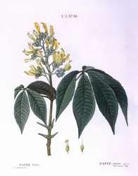 Pavia lutea Henry Louis Duhamel du Monceau、Pierre Joseph Redoutéによるボタニカルプレート