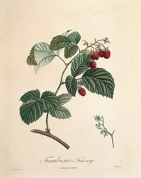 ピエール・ジョセフ・ルドゥーテ（1759-1840）の「フランボワーズ