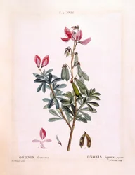 Restharrow (Ononis fruticosa), Henry Louis Duhamel du Monceau, Pierre Joseph Redoutéによる植物画プレート