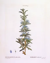 ローズマリー（Rosmarinus officinalis）、Henry Louis Duhamel du Monceau、Pierre Joseph Redoutéによる植物画プレート