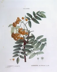 ローワンまたはヨーロッパのナナカマド（Sorbus aucuparia）、Henry Louis Duhamel du Monceau、Pierre Joseph Redoutéによるボタニカルプレート