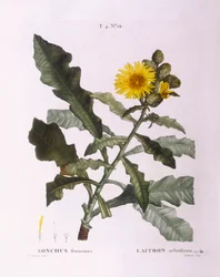アザミ（Sonchus fruticosus）、Henry Louis Duhamel du Monceau、Pierre Joseph Redoutéによる植物画プレート
