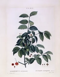 スピンドル（Euonymus verrucosus）、Henry Louis Duhamel du Monceau、Pierre Joseph Redoutéによる植物画プレート