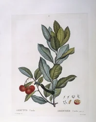 イチゴの木（Arbutus unedo）、Henry Louis Duhamel du Monceau、Pierre Joseph Redoutéによるボタニカルプレート