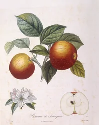 リンゴ「Pomme de chataignier」Henry Louis Duhamel du Monceau、Pierre Antoine Poiteau作のボタニカルプレート。