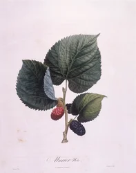 黒桑（Morus nigra）、Henry Louis Duhamel du Monceau、Pierre Antoine Poiteauによる植物画プレート