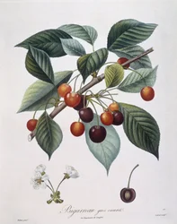 桜（Prunus avium）「Bigarreau」Henry Louis Duhamel du Monceau、Pierre Antoine Poiteauによる植物図版