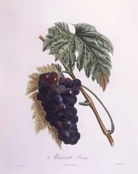 マスカットのつる（Vitis vinifera）、Henry Louis Duhamel du Monceau、Pierre Antoine Poiteauによる植物画プレート